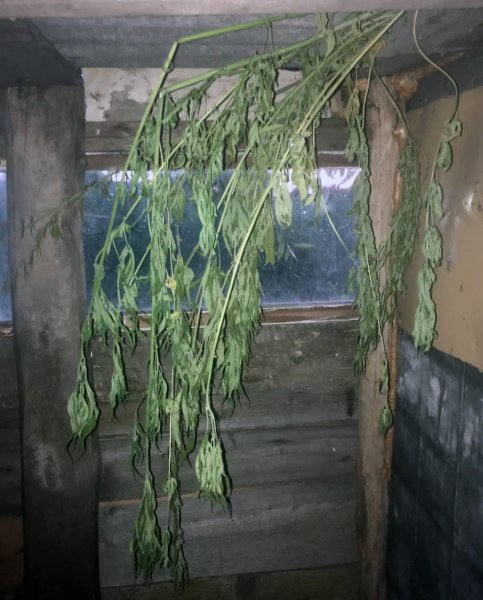 В Долгоруковском районе полицейскими задержан 45-летний местный житель, организовавший плантацию наркосодержащих растений на приусадебном участке